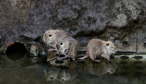 Info Ragondins et rats musqués: cthual