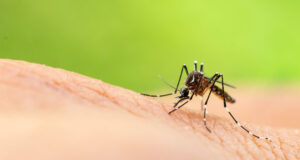 Info Lutte anti-moustique: cthual