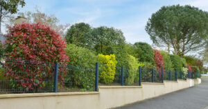 Info Haies variées à préserver: cthual